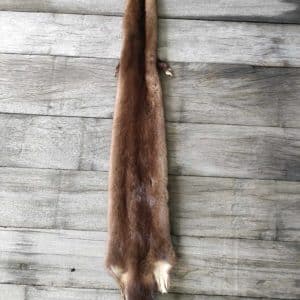 Brown Mink