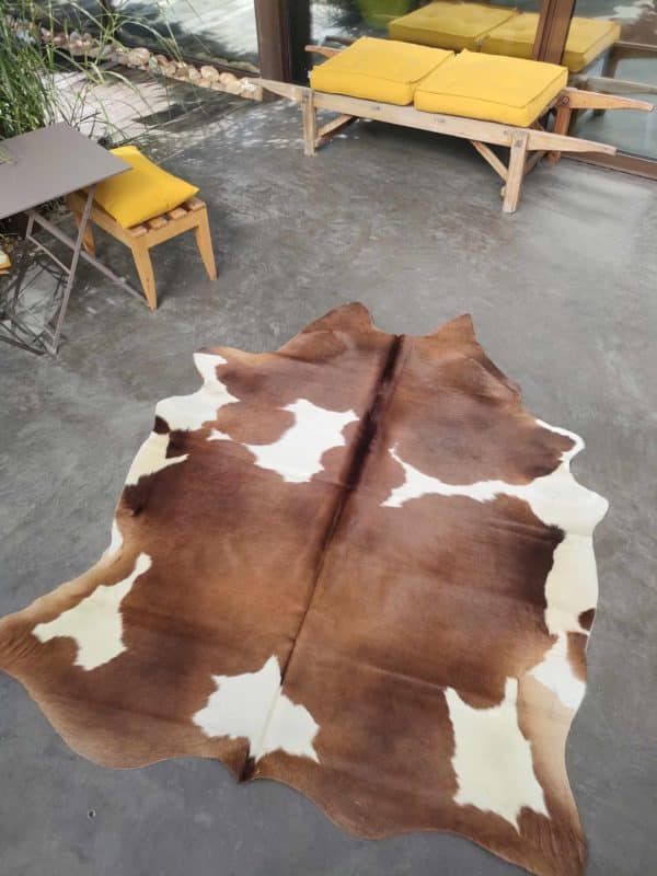Brown & White Bull