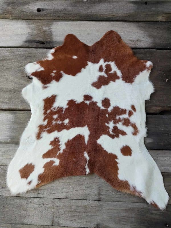 Brown and White Calf