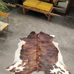 Taurillon Normand type