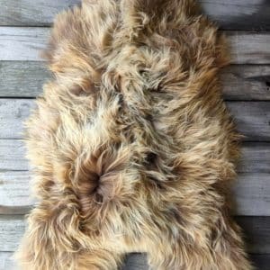 Rustic Icelandic Sheep