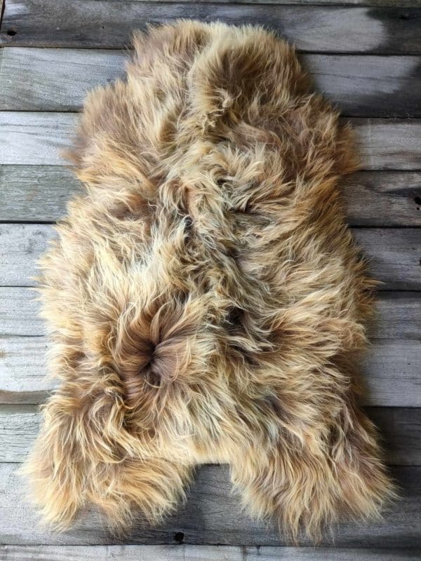 Rustic Icelandic Sheep