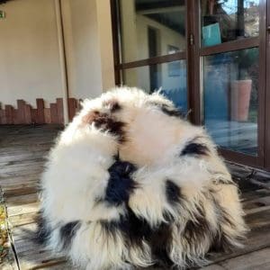 Allemagneau de mouton angora avec laine longue et douce, reposant sur une terrasse en bois devant une maison, mettant en valeur la ferme et la laine d'agneau.